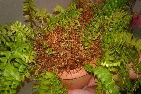 Папоротник комнатный уход пересадка