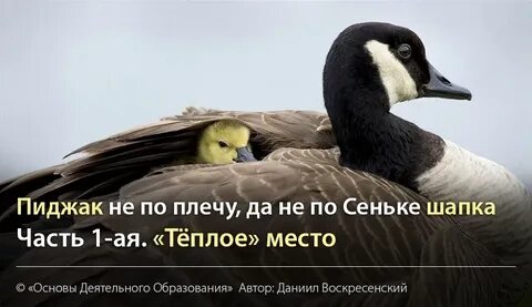 Шапка поговорки