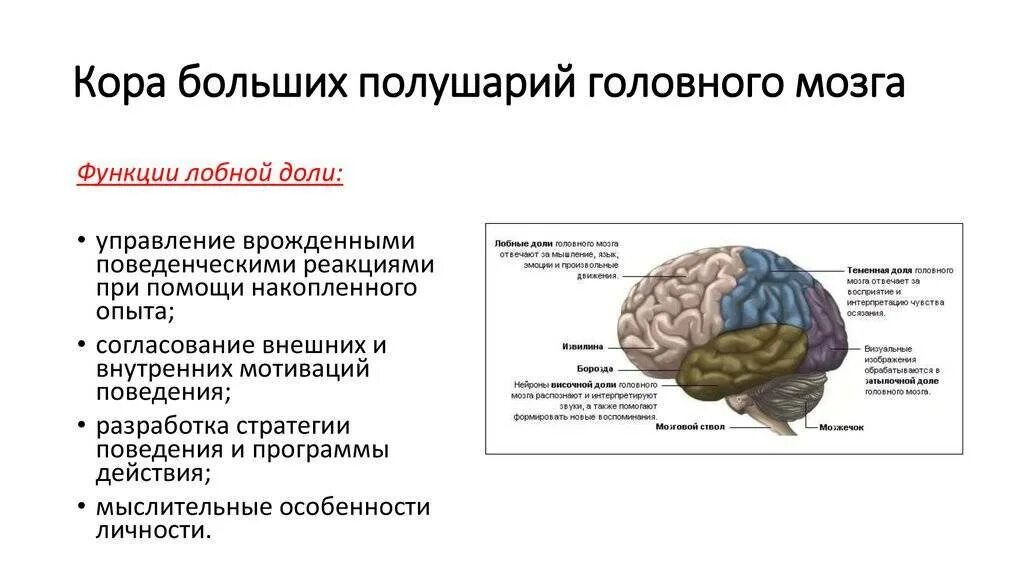 Функции лобной доли головного. Функции долей головного мозга неврология. Функции лобной доли больших полушарий головного мозга.