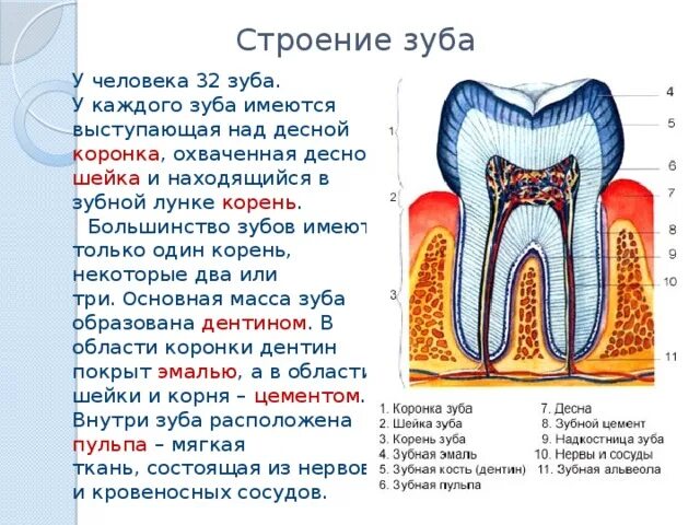 Строение зуба человека надкостница. Надкостница зуба строение. Строение зуба коронка шейка корень. Строение человеческого зуба.