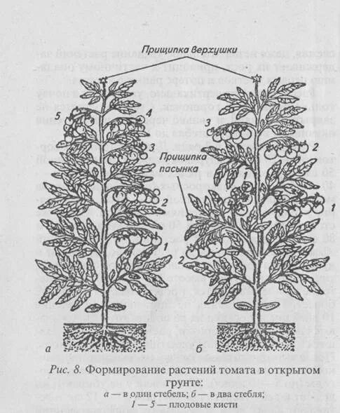 Пасынок работает. Прищипывание томатов в теплице схема. Прищипка томатов в теплице схема. Пасынковать помидоры. Прищипывание помидоров в открытом грунте схема.