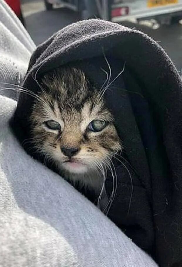 Уставший котенок. Котенок устал. уставший котёночек. котенок вымотался. уставший котенок фото.