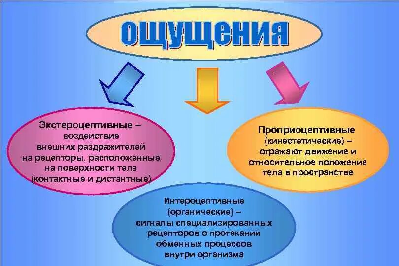 Ощущения доводящие до человека информацию из внешнего. Ощущения доводящие до человека информацию из внешнего
