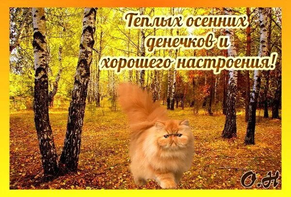 Теплого осеннего денечка и отличного настроения. Хорошего осеннего денечка. прекрасного осеннего утра и хорошего настроения. теплого осеннего денечка. прекрасного осеннего денечка.