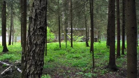 Виды лесного участка