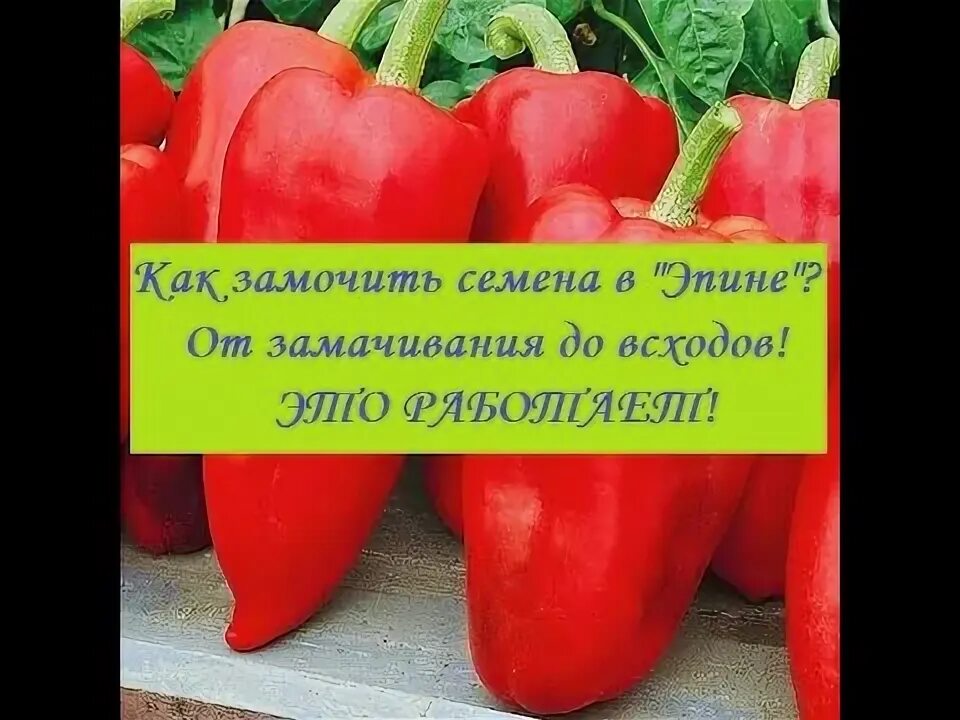 Как замочить семена томатов в эпине. Замочить семена томатов в Эпине. Раствор эпина для замачивания семян. Как замачивают семена помидоров в Эпине. Как правильно замочить семена перца в Эпине.