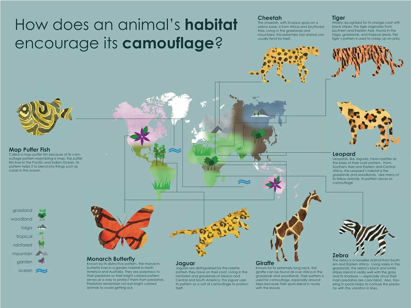 We should animals habitats. Карта с жирафом. Диаграмма зоопарк. Animal Habitats. Monarch on the Map.