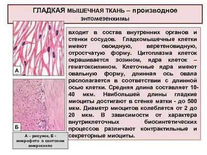 Мышечная ткань состоит из веретеновидных клеток