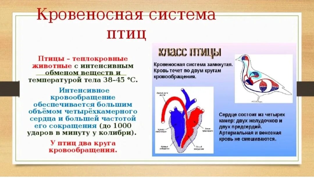 Почему кровь не смешивается. Кровеносная система птиц 7 класс биология. Класс птицы строение кровеносной системы. Кровеносная система птиц схема сердце. Схема кровеносной системы птицы биология 7 класс.