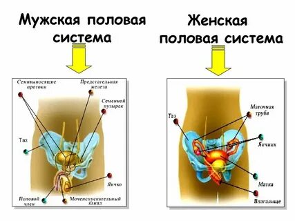 Репродуктивная система организма