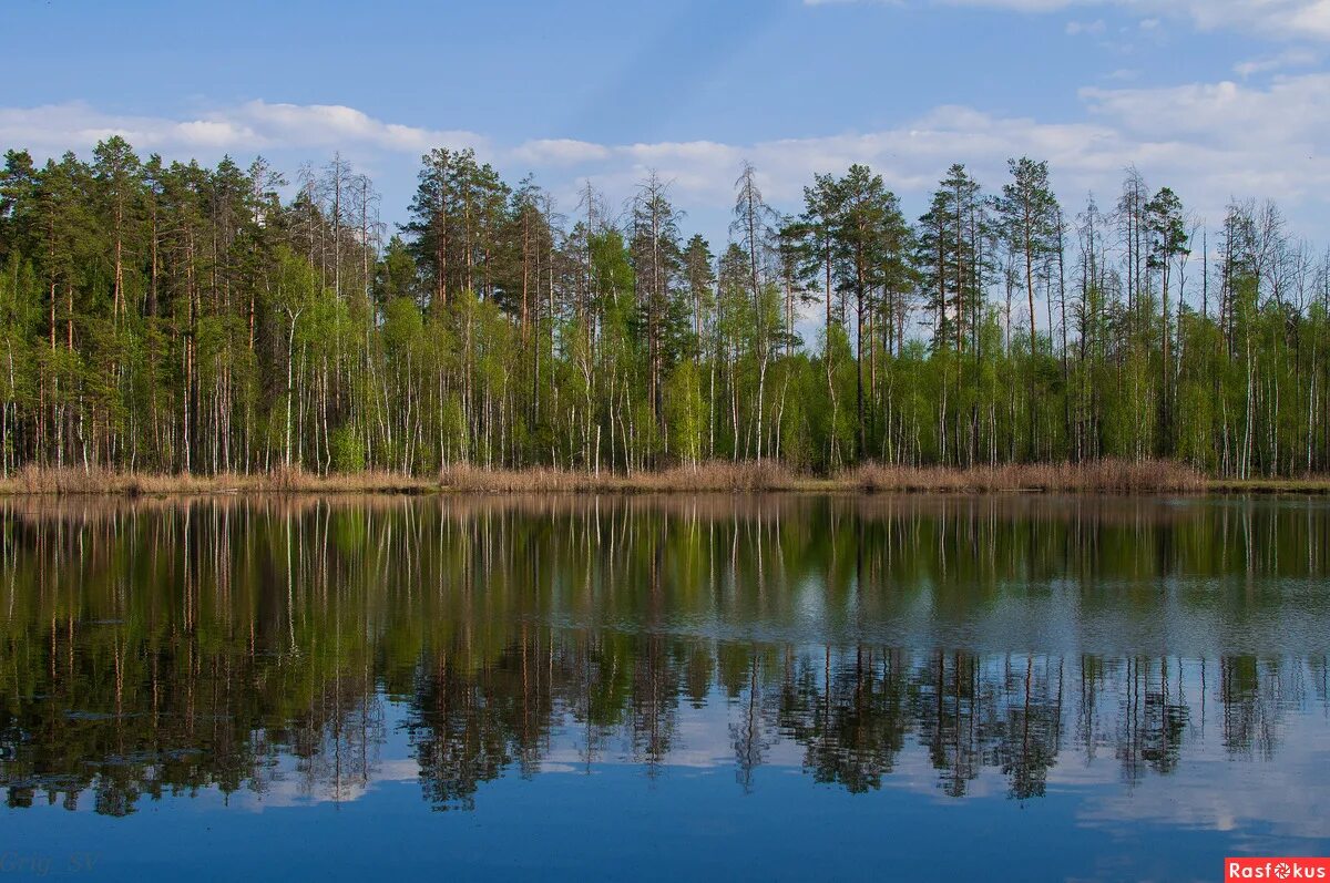 Лесное озеро ногинский район мамонтово. Озеро железинское тверская область. Лес за чертой города ногинска. Коттеджный поселок ногинск яхонтовый лес. Яхонты ногинск 4.