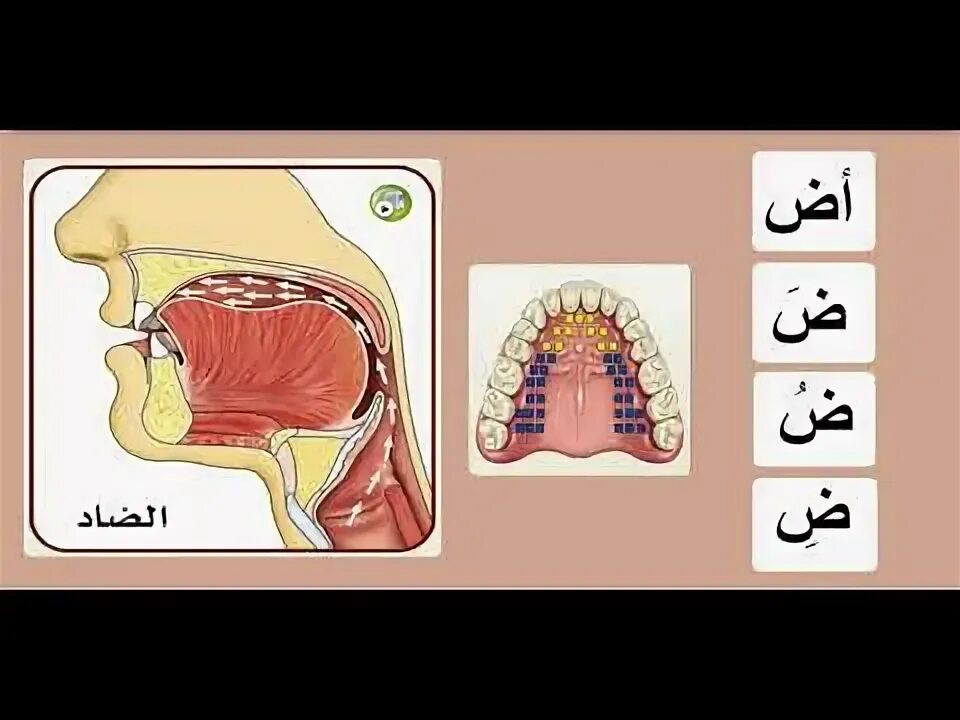 Айман сувейд страница 151. Айман сувейд. Книга аймана сувейда таджвид. Свойства арабских букв. Махрадж буквы мим.