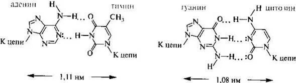 Водородный связи между аденином и тимином. Водородные связи между аденином и тимином. Образование водородных связей между аденином и тимином. Аденин Тимин связь. Аденин образует связи.