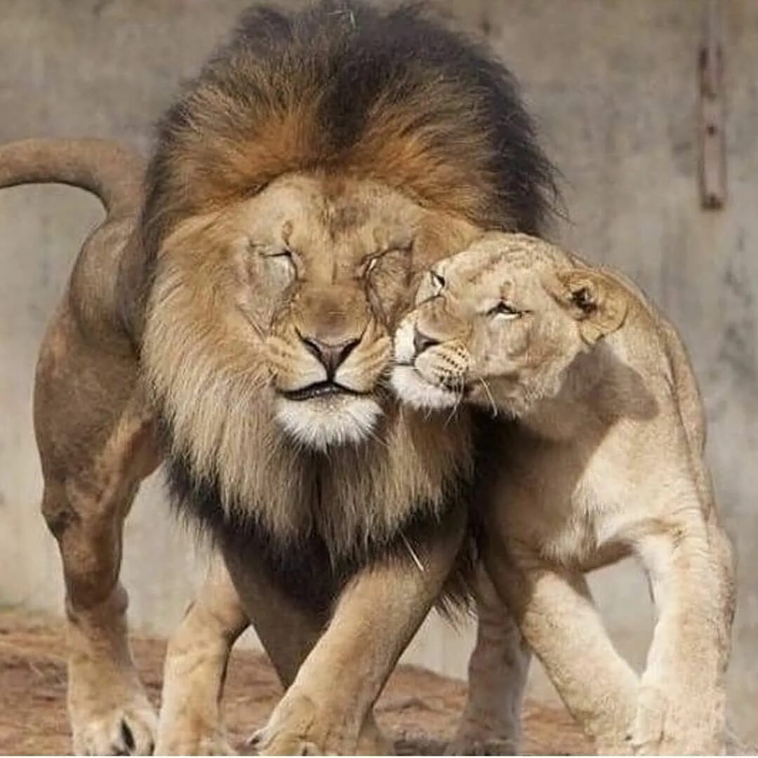 Loving lions