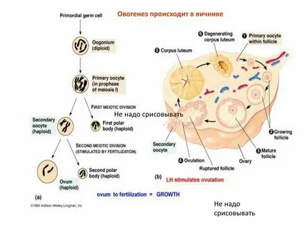 Созревание яйцеклеток у женщин