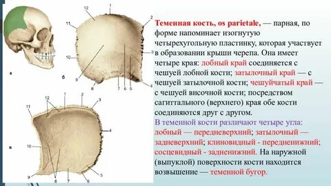 Теменная кость соединения