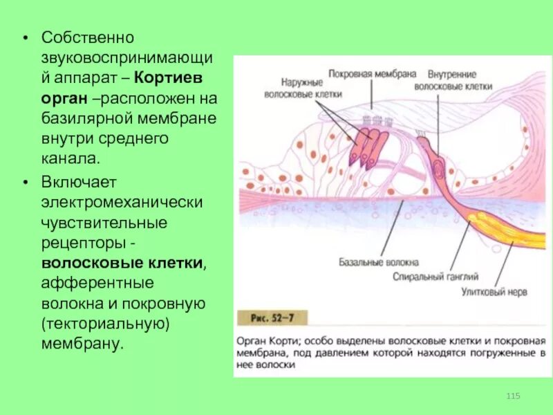 Кортиев орган вестибулярный аппарат. Кортиев орган базилярная мембрана. Базилярная мембрана Кортиева органа. Кортиев орган волосковые клетки. Кортиев орган покровная мембрана.