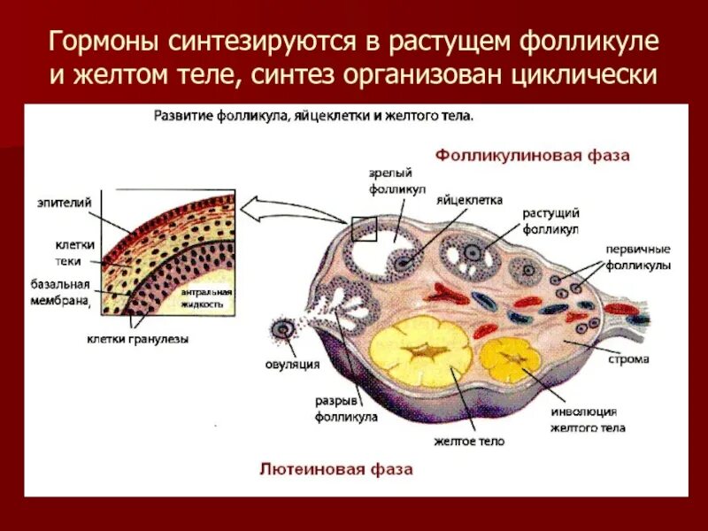 Фолликул 1 6. Тека фолликула гистология. тека клетки фолликула. стадии развития желтого тела яичника. стадии формирования желтого тела.