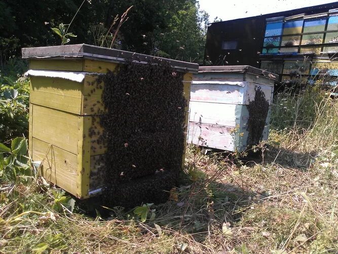 Пасека дмитриевых в башкирии. Пасека дмитриевых в башкирии. Пасека дмитриевых. Нуримановский район пасека. Башкирские пасеки мед.