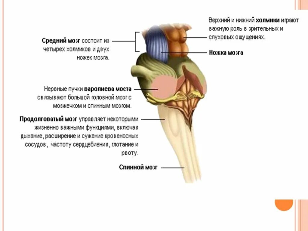 Верхние холмики мозга. Ножки среднего мозга строение. Строение среднего мозга мозга. Ножка мозга средний мозг. Основание ножек среднего мозга.