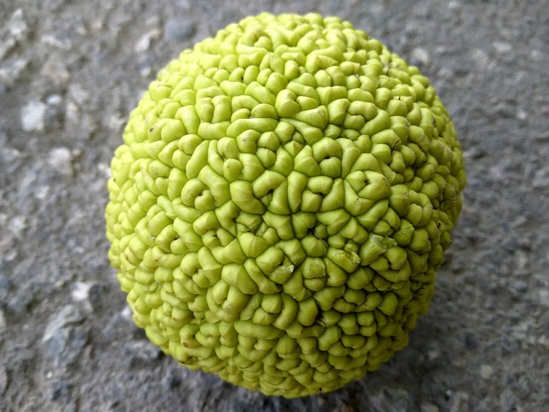 круглые плоды. китайский апельсин адамово яблоко. дерево маклюра адамово яблоко. маклюра яблоконосная. маклюра орех.