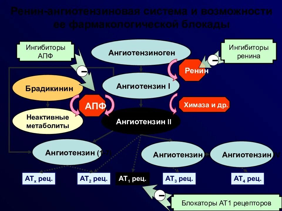 Ингибиторы АПФ. Группы ингибиторов АПФ. АПФ ангиотензин. Ингибитор АПФ И ренин. Ингибиторы апф бета