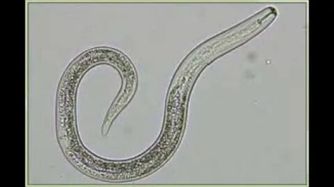 В каком состоянии находится нематода panagrolaimus kolymaensis