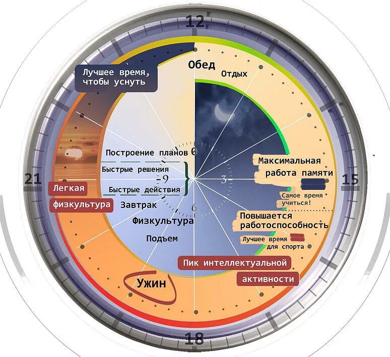 В какое время суток луч. Биологические часы организма. Биоритмы по часам. Биоритмы человека по часам суток. Ритмы организма человека по часам.