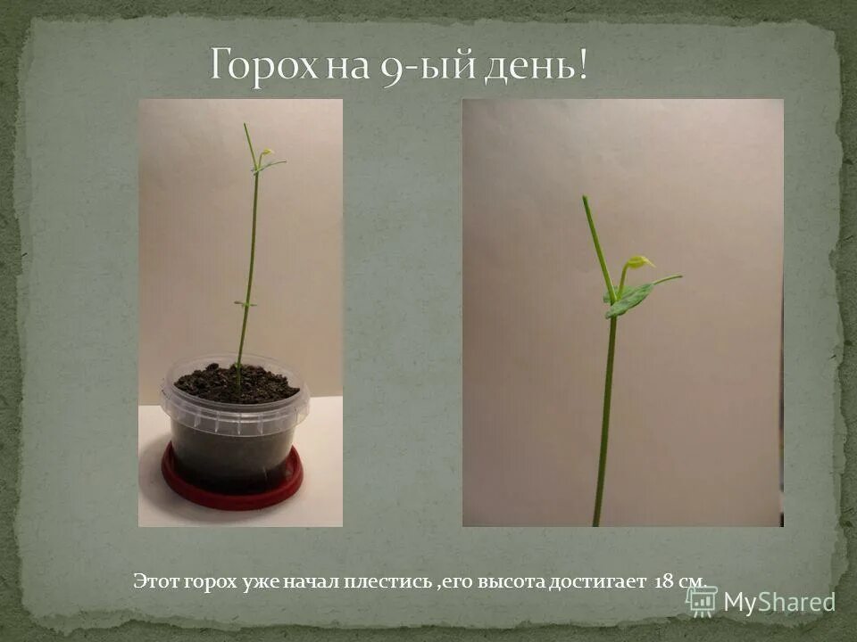 что помогло гороху увеличиться в объеме. что помогло гороху увеличиться в объеме. стручок гороха. плод боба гороха строение. сорта гороха.