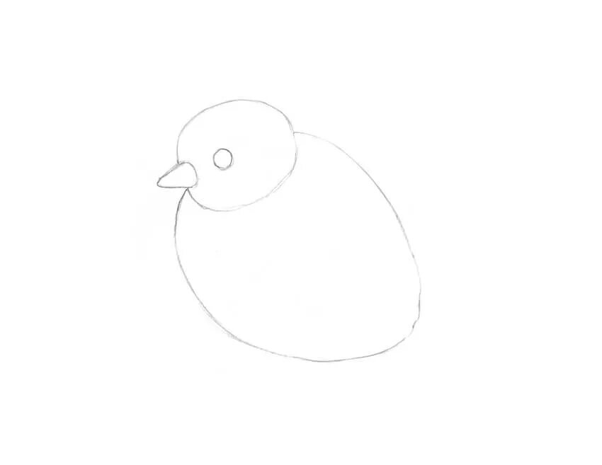 Цыпленок рисунок. Цыпленок поэтапное рисование карандашом. Птенец зарисовка карандашом. Цыпленок рисунок карандашом легко.