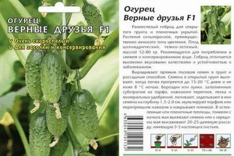Огурцы сорт верные друзья