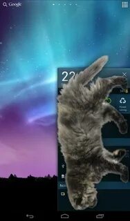Кот на экране андроид