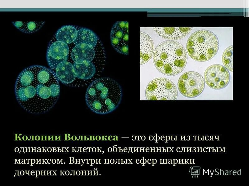 Какое простейшее образует колонии. Какое простейшее образует колонии