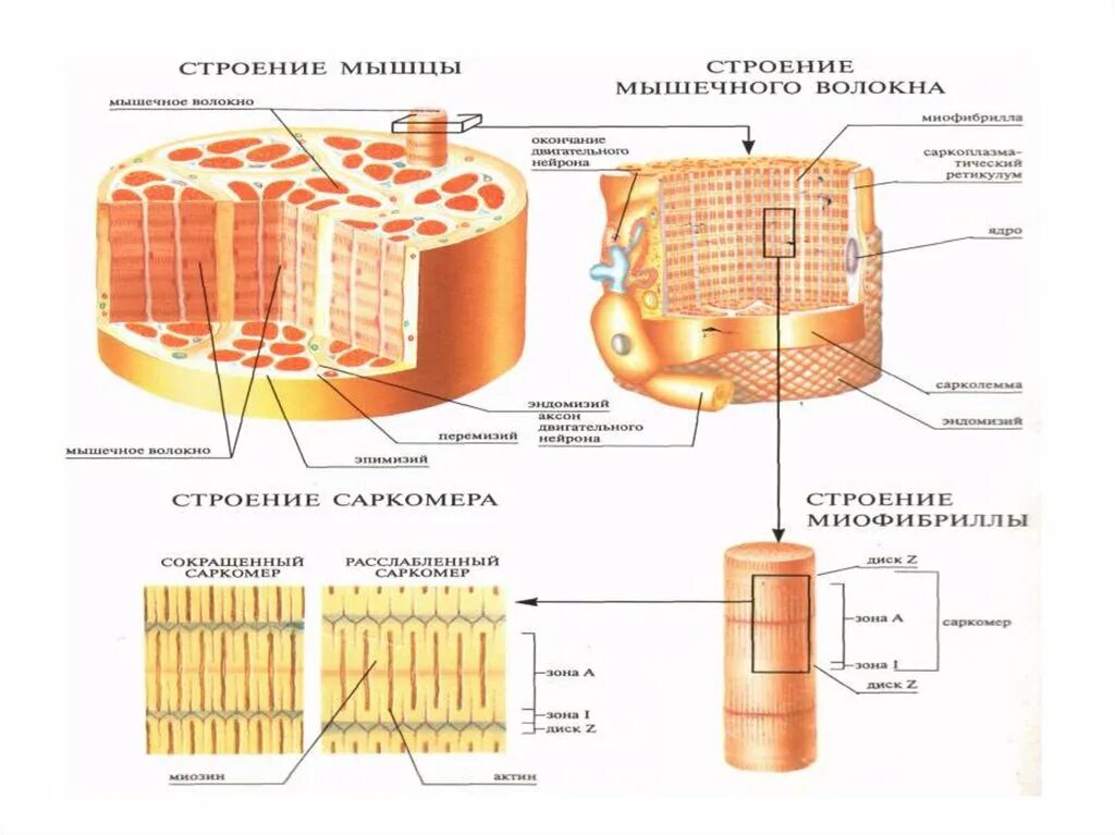 Строение миофибриллы мышечного волокна. Z мембрана мышечного волокна. Рисунок строение мышечного волокна саркомер. Строение мышечного волокна диски. Мембрана мышечного волокна