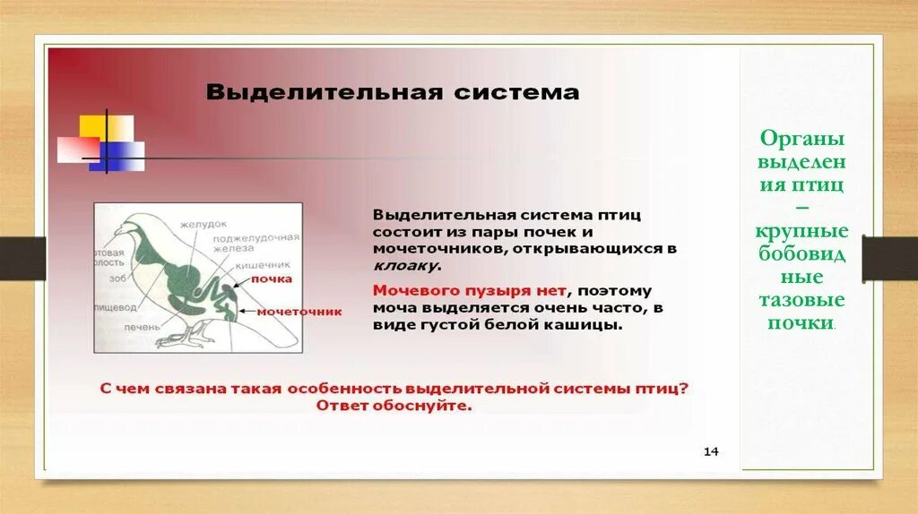 Основными органами выделения у птиц являются. Класс птицы выделительная система. продукт выделения у птиц. органы выделения птиц. органы выделения птиц адаптации.