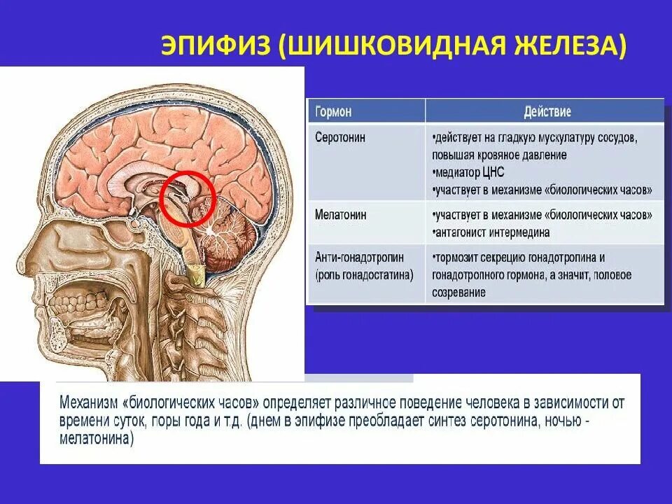 Гипофиз и эпифиз анатомия. Эпифиз головного мозга анатомия. Гипофиз и эпифиз головного мозга. Шишковидная железа анатомия физиология.