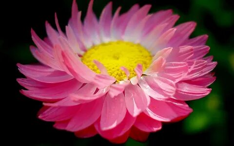 Daisy blooms