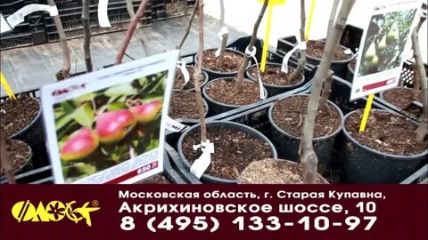 Садовый центр старая купавна