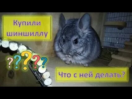 Минусы шиншилл