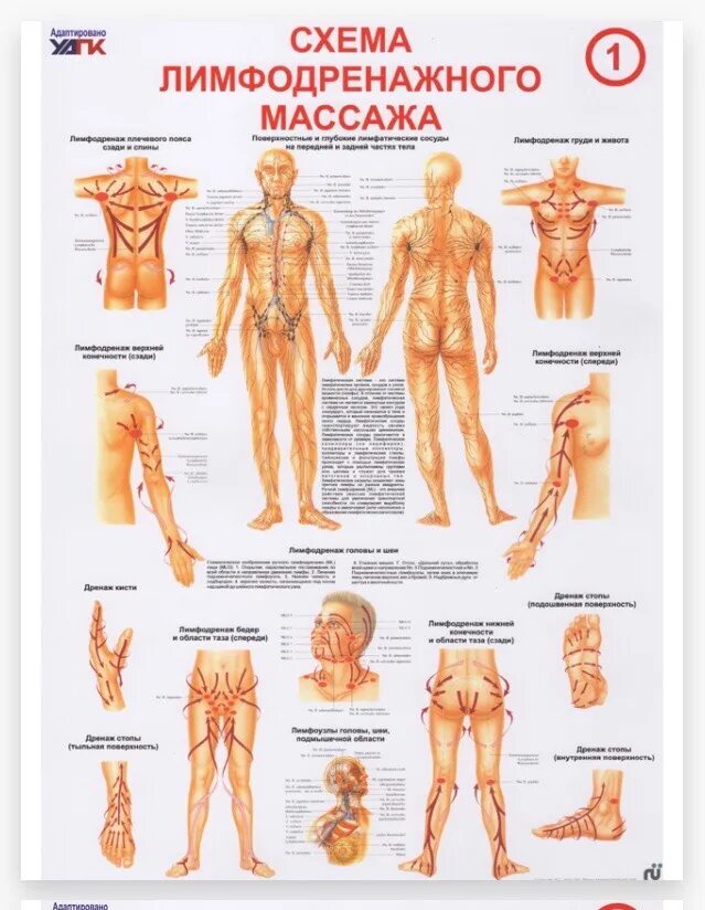 Лимфодренажный массаж самостоятельно в домашних. Лимфодренажный массаж тела схема. Лимфодренажный массаж ног схема. Схема лимфодренажного массажа тела. Схема проведения лимфодренажного массажа.