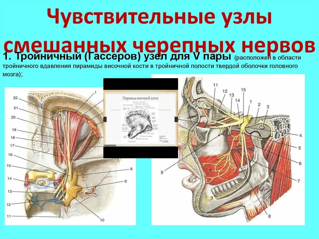 Узлы черепных нервов. Функциональная анатомия черепных нервов. Чувствительные узлы черепных нервов. Вдавление тройничного нерва. 10 Пара черепных нервов ядра.