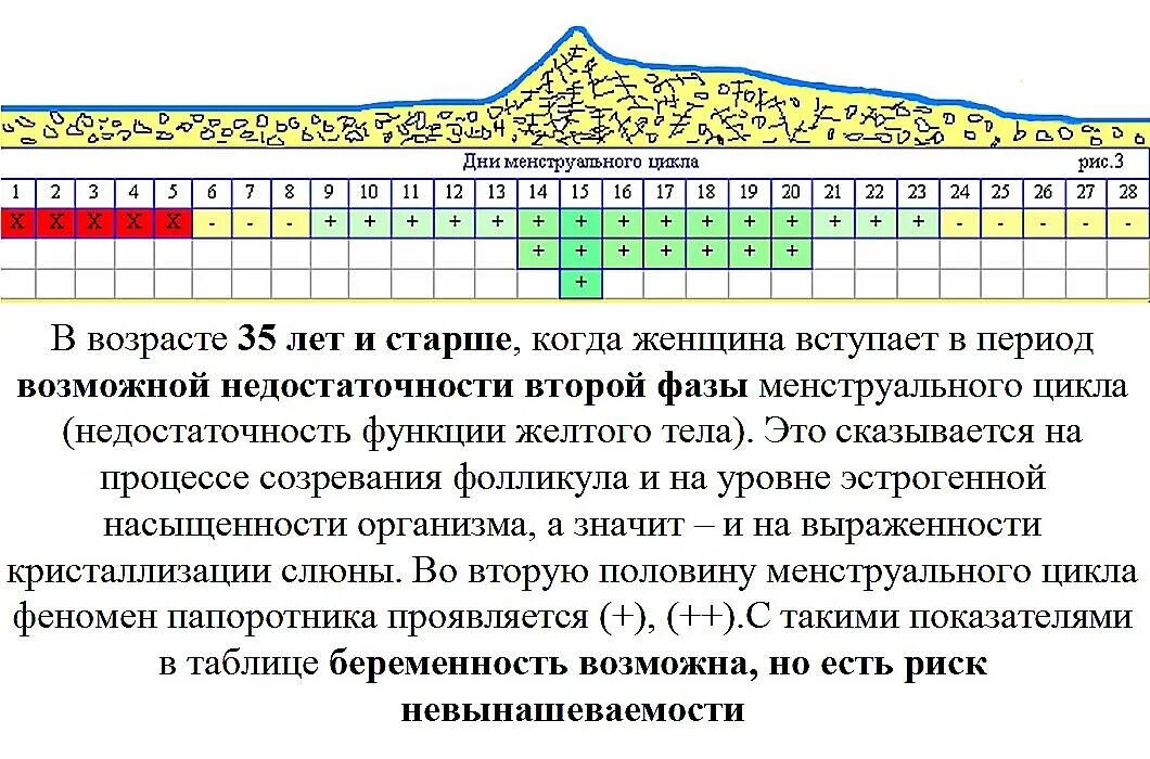 Рассчитать месячные. Календарь овуляции. Периоды овуляции у женщин и цикл. Как можно забеременеть. Таблица овуляции по дням цикла.