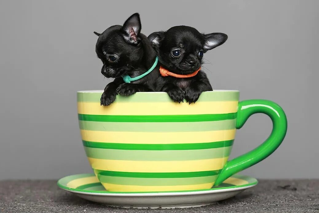 Dogs cup. Чихуахуа Teacup. Teacup собака. Собака Cup Tea. Собака размером с кружку.