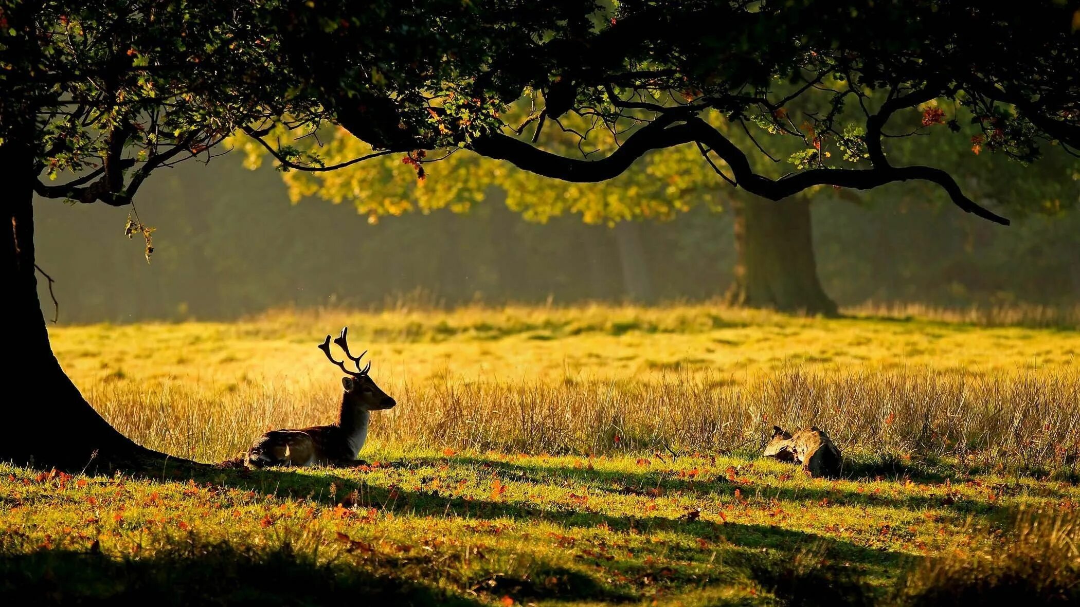 Животные в лесу. Красивая природа животные. Красивый олень. Лес природа животные. Nature is wild