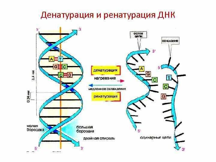 Денатурация днк или рнк. Денатурация днк. Денатурация днк или рнк. Денатурация днк или рнк. Денатурация днк.
