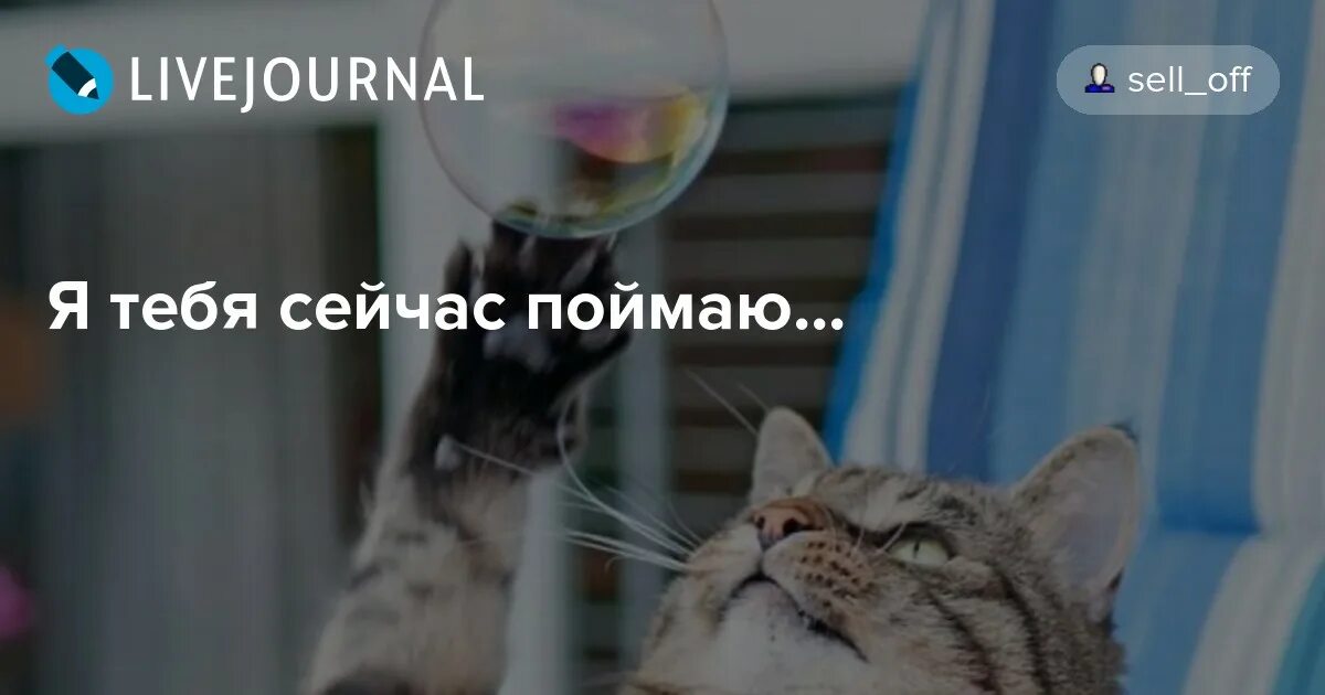 Желудок у котенка не больше. Ща как дам тапком. Сейчас поймаю. Сейчас поймаю тебя в дурку. Кошка погрызёт край манитора.