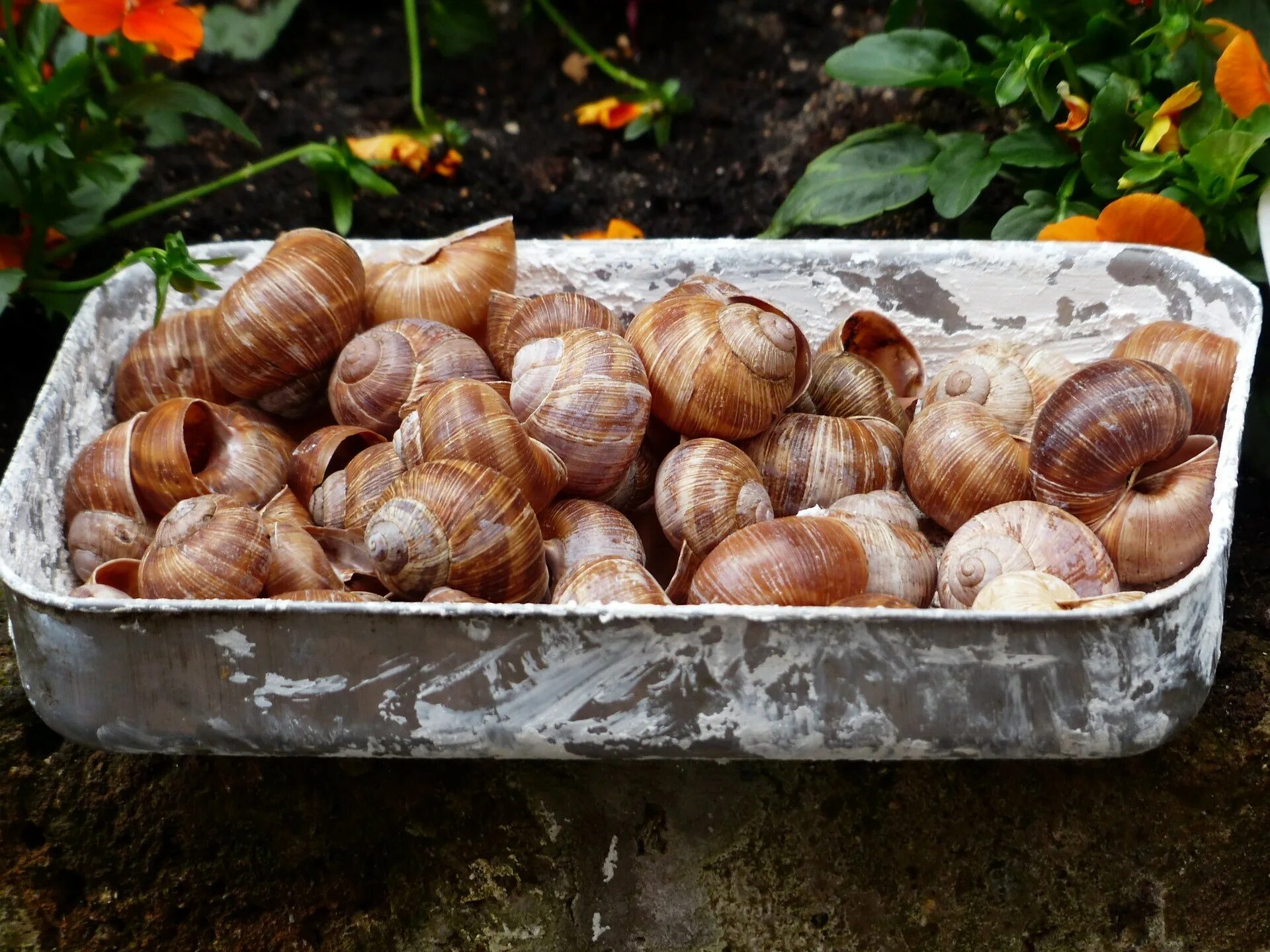 Большая виноградная улитка. Helix pomatia Виноградная улитка. Улитка Виноградная escargots. Улитки Адыгеи. Улитки виноградные консервированные.