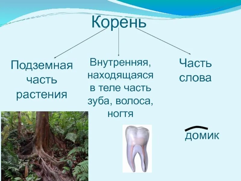 Хотелось корень. 2 Класс урок по теме корень слова. Однокоренные слова. Корень 2 класс презентация. Корень слова 2 класс презентация. Корень это 2 класс.