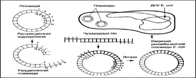 Плазмида кольцевая днк. Схема встраивания Гена в плазмиды. Плазмида кишечной палочки. Схема получения рекомбинантной плазмиды. Встраивание Гена в плазмиду.
