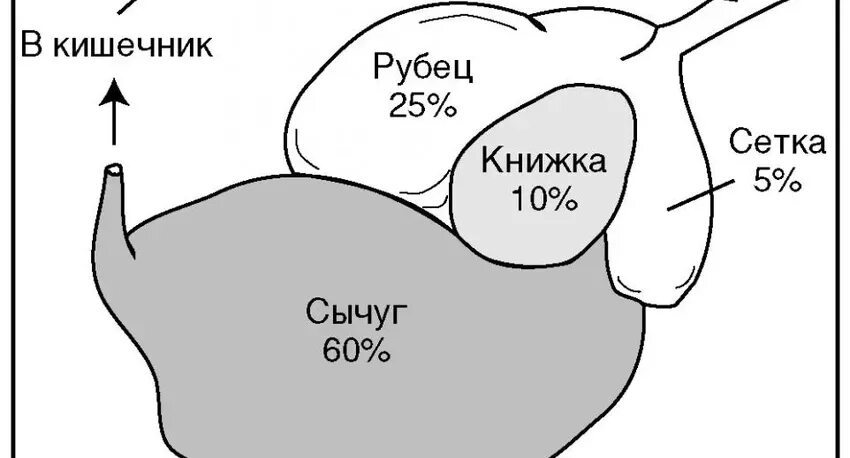 Пищеварительная система теленка схема. Строение многокамерного желудка жвачных. Многокамерный желудок жвачных схема. Желудок коровы строение. Строение многокамерного желудка жвачных млекопитающих.